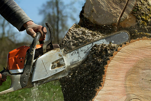 Tree Removal